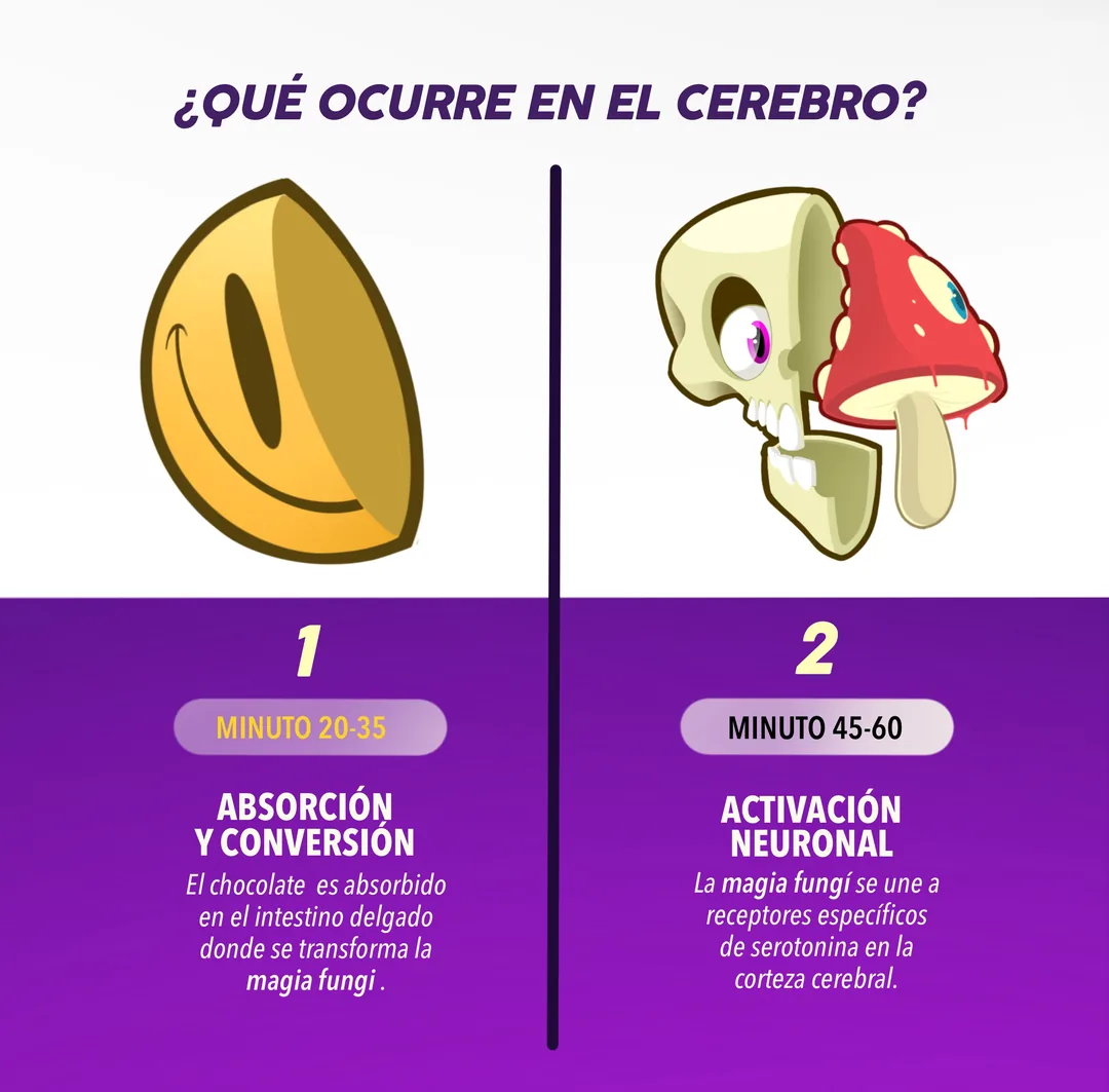 Qué ocurre en el cerebro: absorción y conversión (minuto 20-35) y activación neuronal (minuto 45-60).
